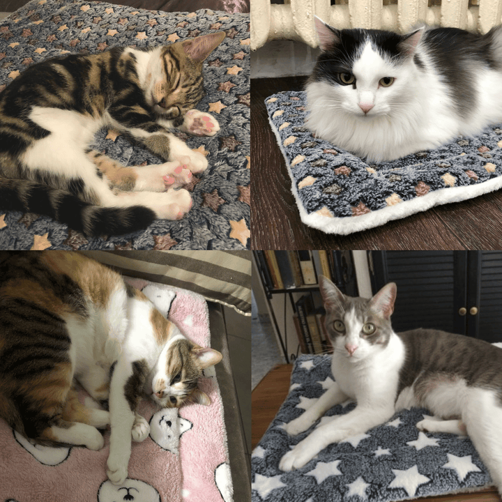 Cosy Calming Cat Blanket - FOFOPO