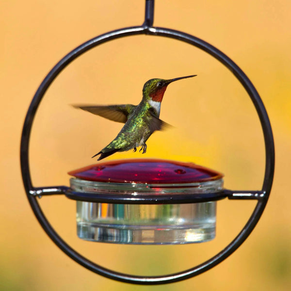 🎉 Last Day Promotion-49% OFF 🎉Hummble Slim Hummingbird Feeder