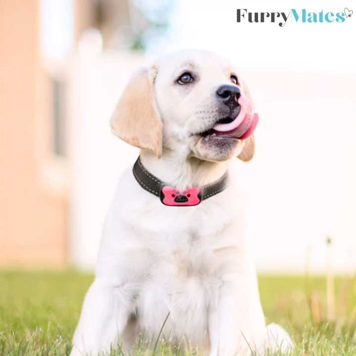 FurryMates Anti-Bark Collar - FOFOPO