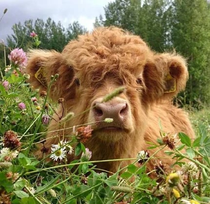 👍 Scottish Handmade Highland Cattle - FOFOPO