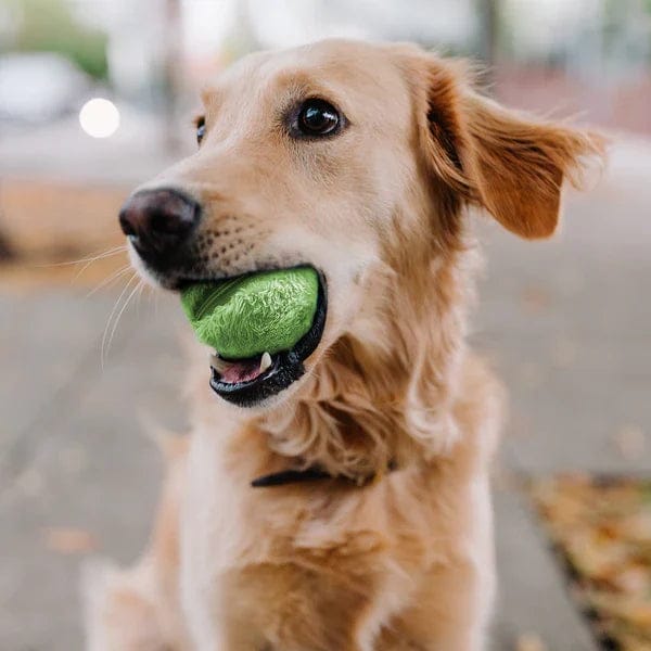 PassionForPets – Active Rolling Ball (4 Colours Included) - FOFOPO