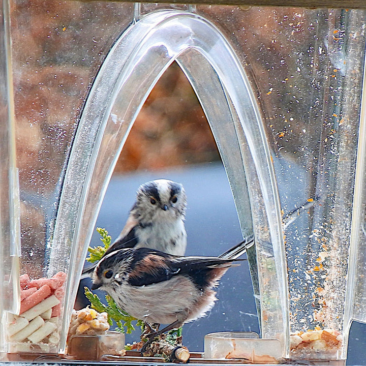 💝 Arch Window Bird Feeder🏠 - FOFOPO