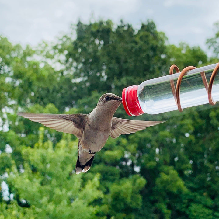 🔥Geometric Window Hummingbird Feeder🐦 - FOFOPO