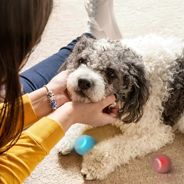 Self-Moving Ball for Pets - FOFOPO