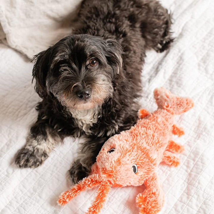 🔥Lobster Interactive Dog Toy - FOFOPO