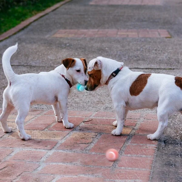 Self-Moving Ball for Pets - FOFOPO