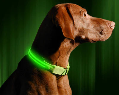 GLOW COLLAR LED DOG COLLAR - FOFOPO