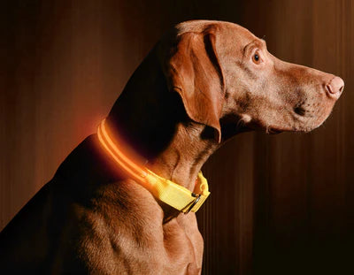 GLOW COLLAR LED DOG COLLAR - FOFOPO