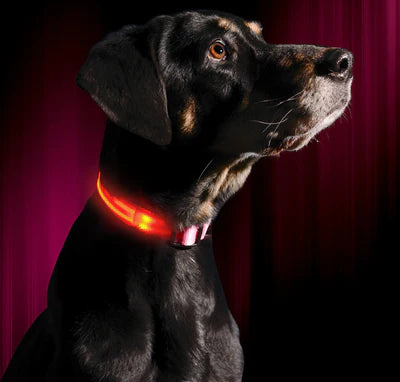 GLOW COLLAR LED DOG COLLAR - FOFOPO