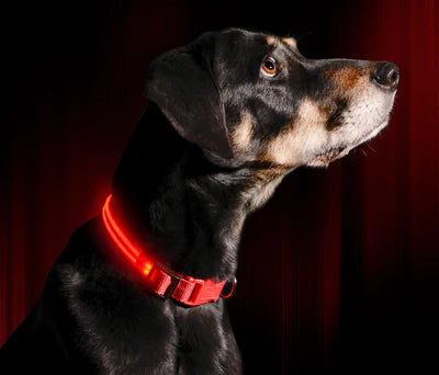 GLOW COLLAR LED DOG COLLAR - FOFOPO