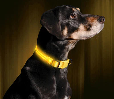 GLOW COLLAR LED DOG COLLAR - FOFOPO