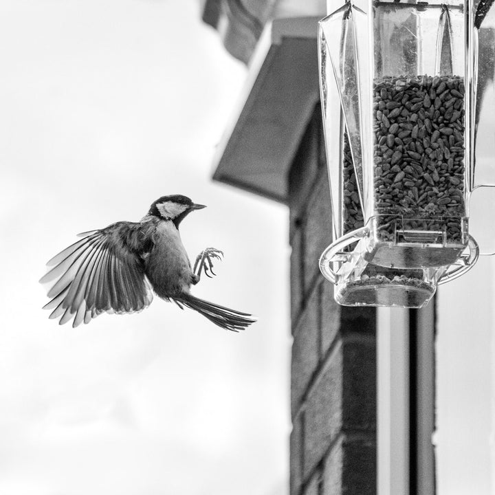 💝 Arch Window Bird Feeder🏠 - FOFOPO