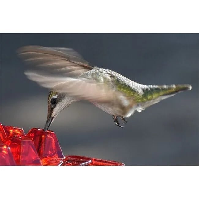 ANT PROOF HUMMINGBIRD FEEDER OUTDOOR HANGING PERCH - FOFOPO