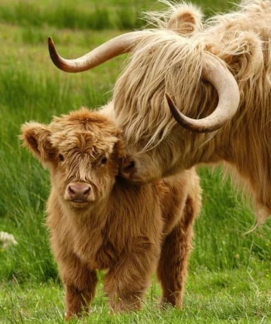 👍 Scottish Handmade Highland Cattle - FOFOPO